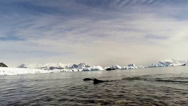 Антарктические пингвины смотреть онлайн