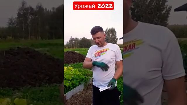 Урожай картофеля 2022. Сорт "Эволюшн" #картофель #дача #огород Какой сорт выбрать в 2023 году?