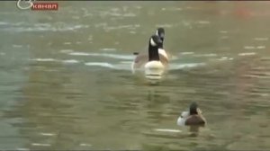 Города Мира  Великобритания   Лондон