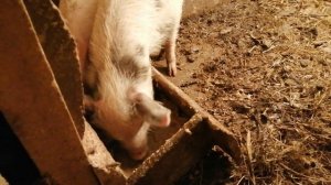 Кормление поросят, #деревня #хутор #жизньвдеревне