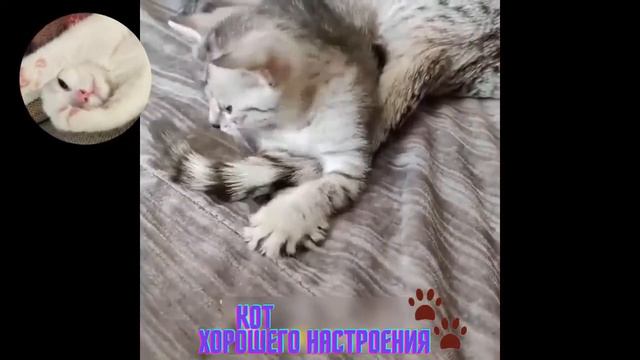 Повседневная жизнь необычных котят смотреть онлайн