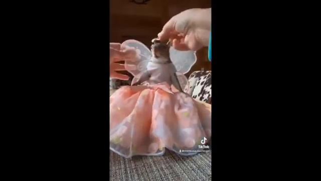 Милейшие Детеныши Животных?- Самые МИЛЫЕ ЖИВОТНЫЕ в мире ?- cute baby animals #12 смотреть онлайн