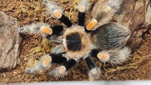 Брахипельма смитти/хамори охотится, плетёт паутину?️Brachypelma smithi/hamori hunts, spins a web