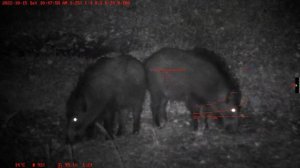 wanney e50-II+  wild boar hunting (Кабан с вышки)