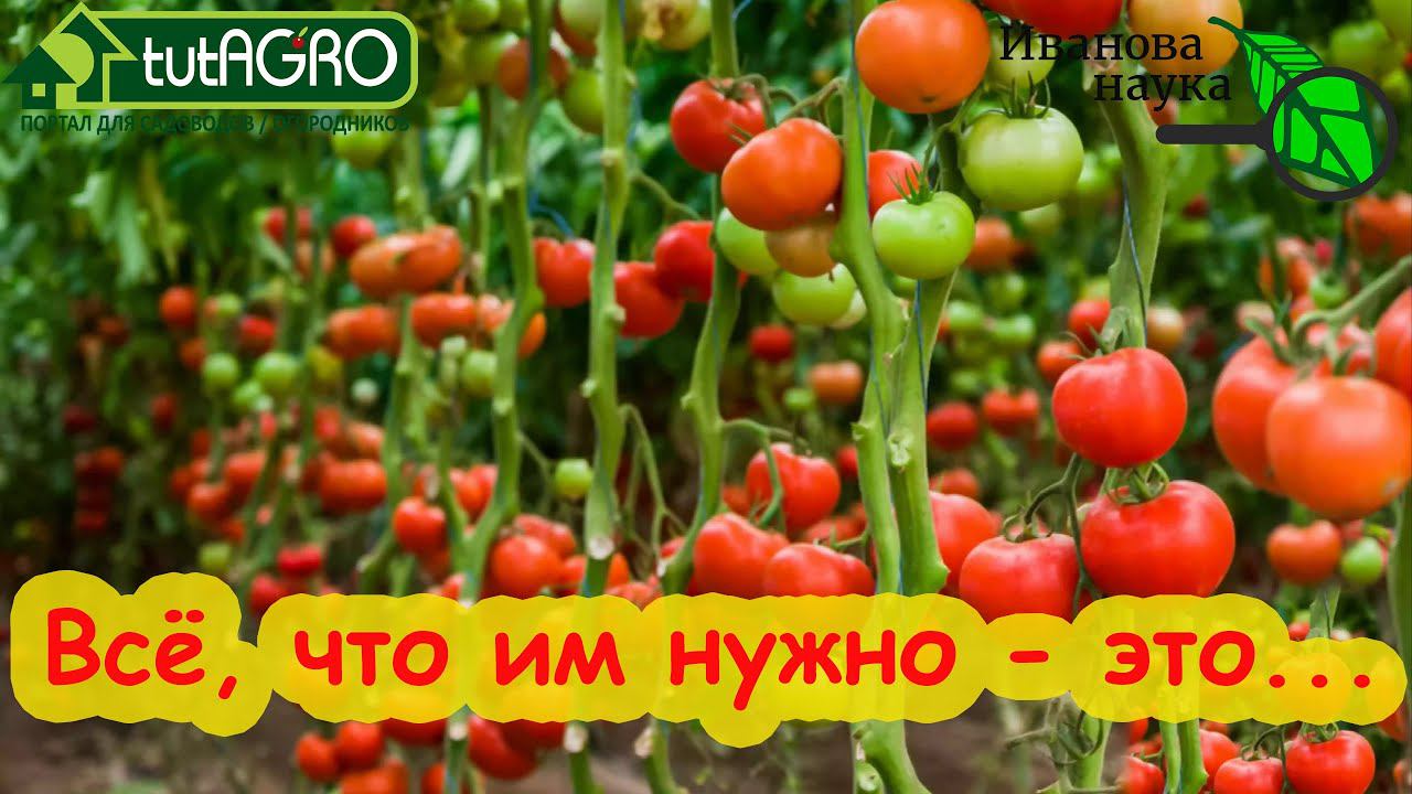 ПРОСТАЯ МИНЕРАЛЬНАЯ ПОДКОРМКА НА СИЛЬНУЮ ЗАВЯЗЬ. Для томатов, перцев, баклажанов и огурцов.