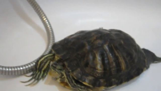 тест видео и фото фотоаппарата Canon PowerShot a495 смотреть онлайн