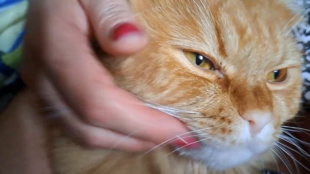 Персика взяли в полон ? смотреть онлайн