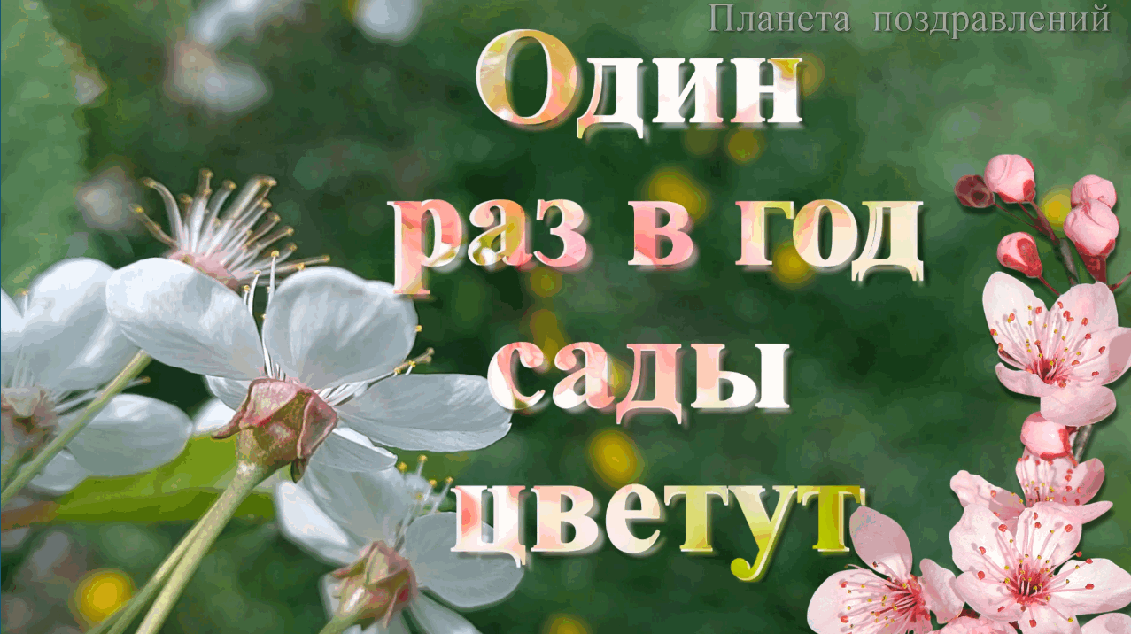 Один раз в год сады цвету. Один раз в год сады цветут. Песня один раз в год сады цветут. Один раз в год сады цветут ием. Один раз в год сады цветут текст караоке.