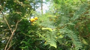 Вахелия крупноколючковая (Vachellia macracantha), Ботанический сад Орхус, Дания. 17 июня 2023