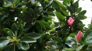 ЗИМНИЙ ОБЗОР МОИХ КОМНАТНЫХ РАСТЕНИЙ \ МОИ ЦВЕТЫ \ Декабрь 2022