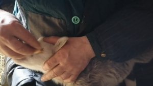 ЖИЗНЬ В ДЕРЕВНЕ/ Седимин для ягнят. Когда и как колоть.