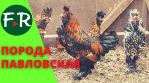 Павловская и Новопавловская порода кур. Чем отличаются? Пояснения Вахрамеева Анатолия Борисовича