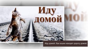 Что помнит кошка. Помнит ли кошка своего хозяина. Как кошка узнает своих хозяев