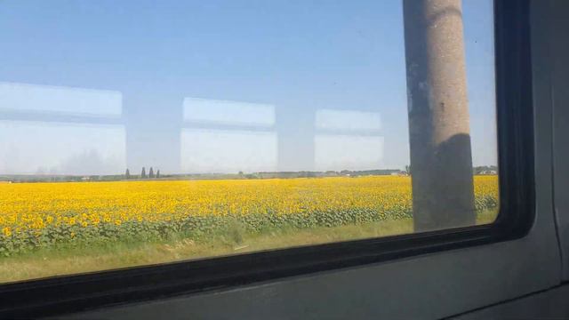 УКРАИНА ПОЛЯ ПОДСОЛНУХОВ
