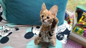 СЕРВАЛУ ПОСТАВИЛИ ПРИВИВКУ / Микки играет с моим братом