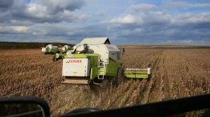 КОМБАЙНЁРЫ в ПОЧЁТЕ! Уборка ПОДСОЛНЕЧНИКА! Harvester CLAAS Mega-370