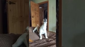 Джек Рассел воет .