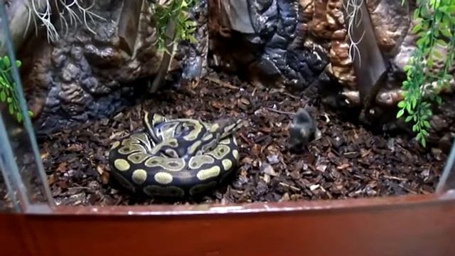 My python regius.....