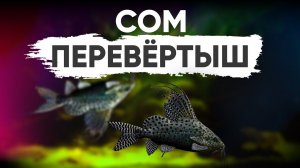 Синодонтис вуалевый – сом-перевёртыш