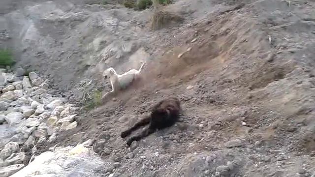 Taigan in Sand смотреть онлайн