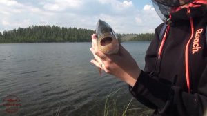 Огромные окуни дерутся за блесну / The huge perches fight for the bait