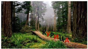 Обучение грамоте 1 класс.  "Сколько слогов в слове?"