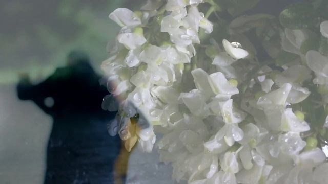 БЕЛОЙ АКАЦИИ ГРОЗДЬЯ ДУШИСТЫЕ. Романс.- НАТАЛЬЯ СОКОЛОВА