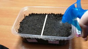 Выращивание наперстянки из семян. Посев семян наперстянки на рассаду. Часть 1