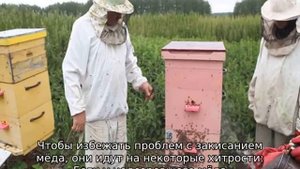 Почему пчелы не запечатывают мед хотя рамки полные