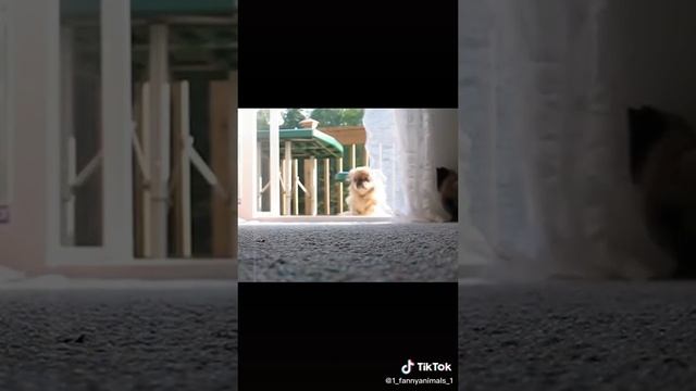 Ржачные приколы. Домашние животные. смех до слез. 48 часть