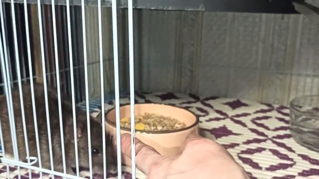 Содержание диких крыс дома, или пасюки разрушители! ? Мыша и Муша. ? (Wild Rats|Дикие Крысы) ? смотреть онлайн