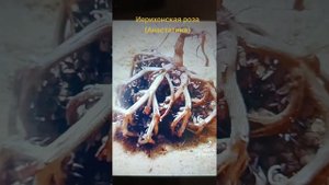 Анастатика -роза Иерихона.