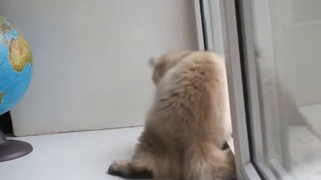 Золотой британский котенок (длинношерстный)