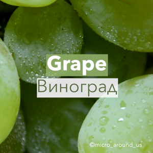 Виноград под микроскопом