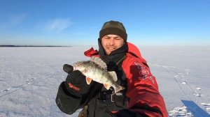 Зимняя ловля Окуня на Чудском озере. Подлёдное видео рыбы. Искусственный мотыль и опарыш.