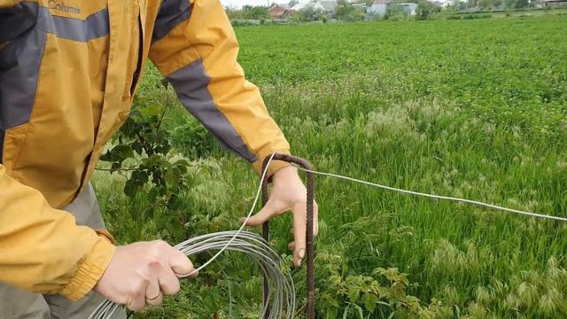 Выращивание малины на огороде с максимальным урожаем