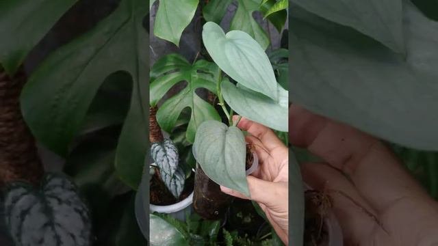 Scindapsus Platinum Super | Fazza Nursery - Popular Plants