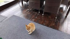 Гуси перешли на хлеб и воду.