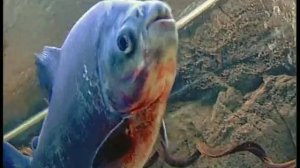 Аквариум на 1000 литров с ОГРОМНЫМИ рыбами!