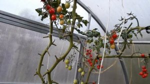 Кладоспориоз и вкус томатов!