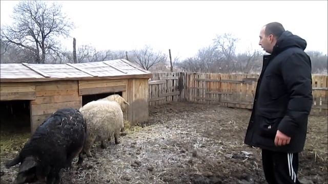 ВЕНГЕРСКАЯ ПУХОВАЯ МАНГАЛИЦА // Основные принципы РАЗВЕДЕНИЯ //Подпускаем хряка к свиньям! смотреть онлайн