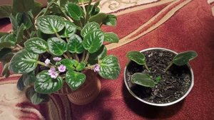 Фиалки Выращивание Поль Баньян. Мой личный опыт