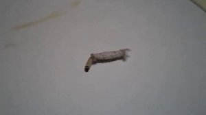 личинка моли, gusanito de polilla