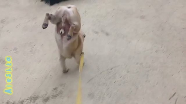 Собаки писают на передних лапах. смотреть онлайн