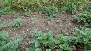 Как взять в руку Амурского полоза? Легко!