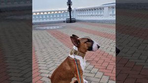 Стандартный бультерьер с родословной для вязки! Вязка с нашим кобелем ищем девочку для бультерьера