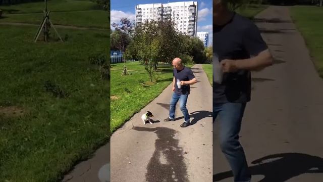 Джек рассел терьер. Тренировка выдержки смотреть онлайн