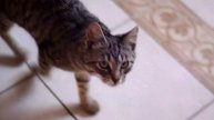 Почему кошка пытается поймать собственный хвост