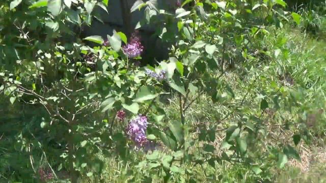Подскажите что за зверь смотреть онлайн