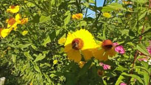 Гелениум осенний желтый (многолетний)